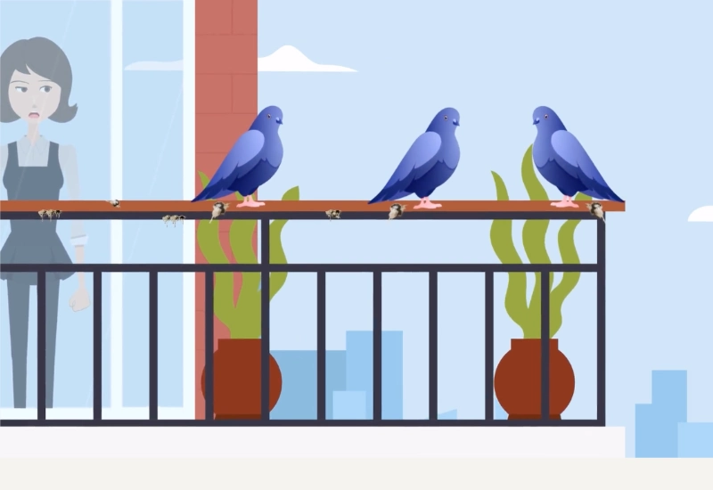 Taubenabwehr in der Schweiz